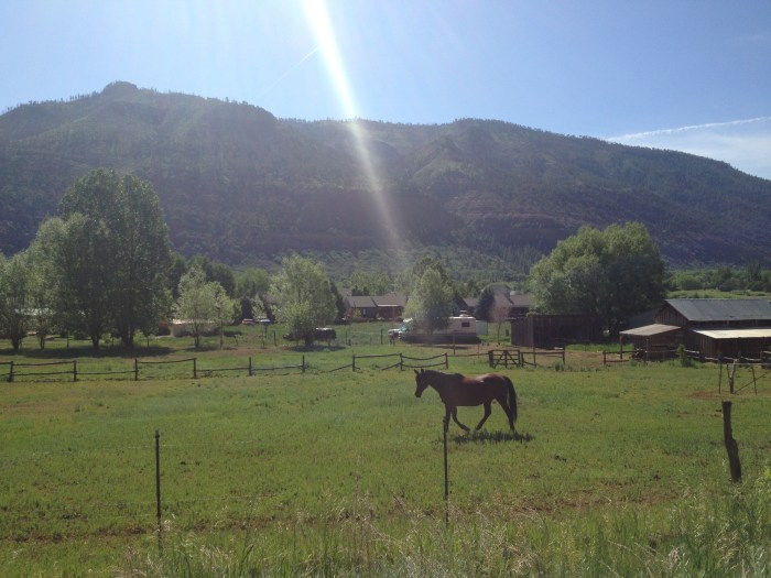 A pretty horse enjoying some afternoon sunshine