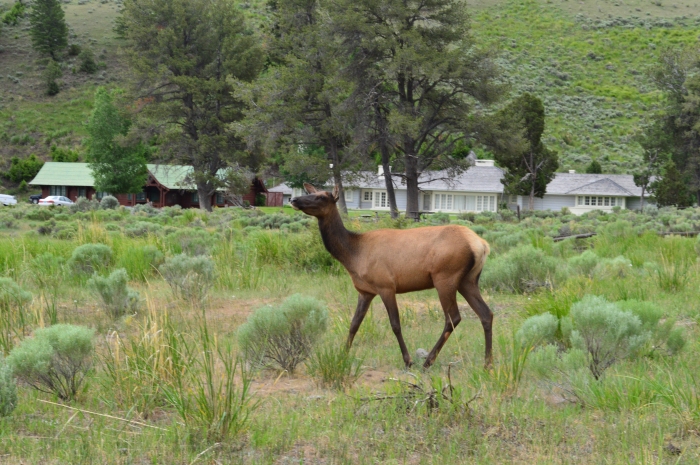 This is a different, and much smaller, elk than the one that chased us