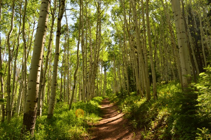 Hiking up into the aspens