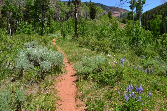 Wildflowers along the trail