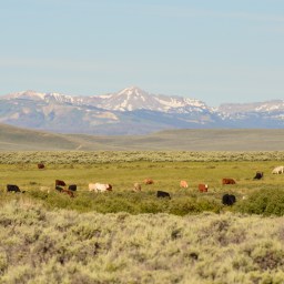 Wyoming Bound