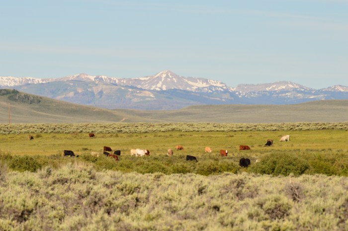Cows and mountains