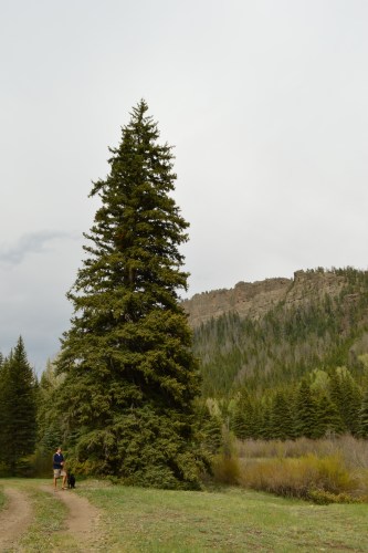 Deas is dwarfed by a huge tree