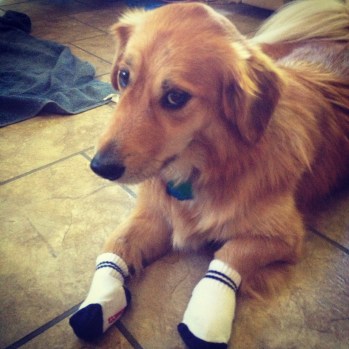 Shorty wearing socks