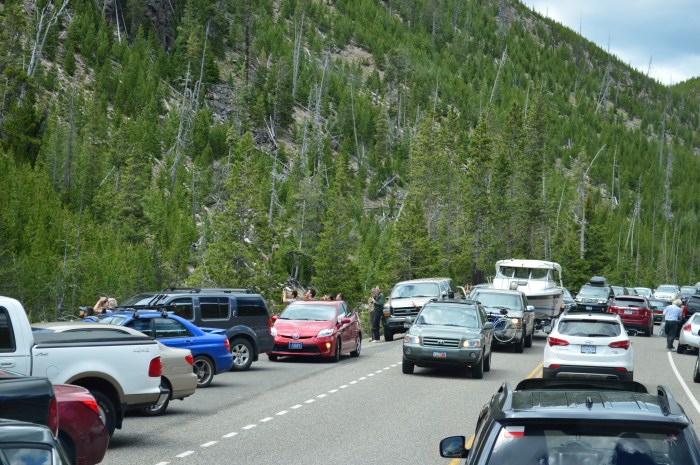 All this for a goat?