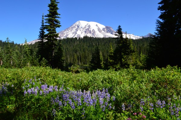 Mt Rainier