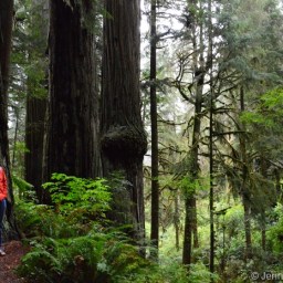 California Redwoods
