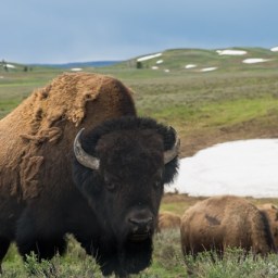 Bison Bonanza