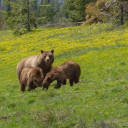 Grand Teton National Park Part III – Wildlife